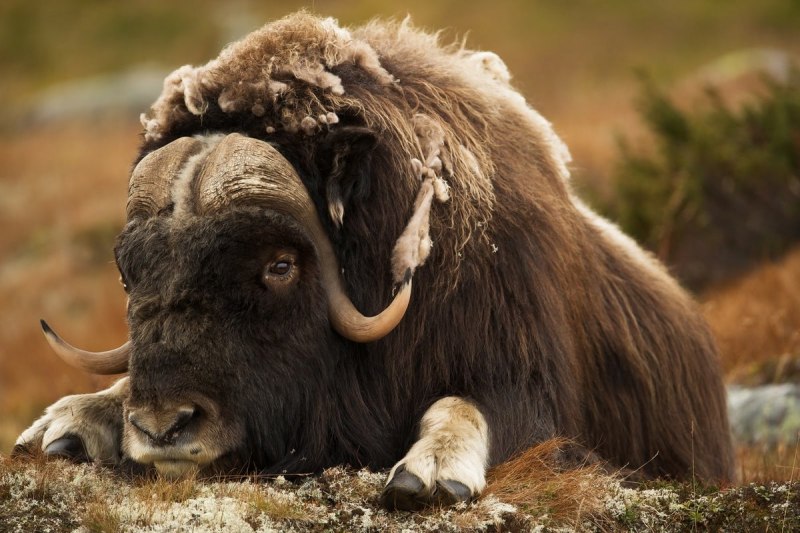 Овцебык в тайге