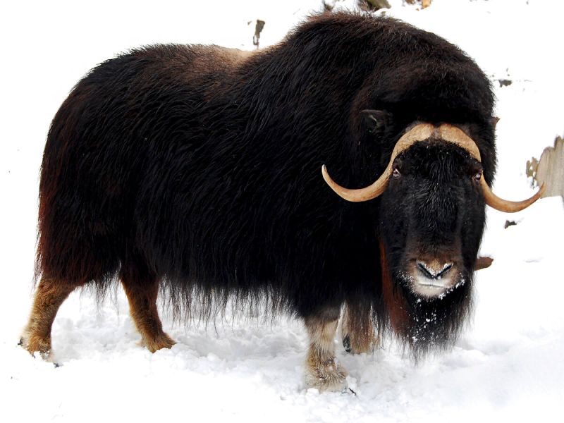 Мускусный овцебык