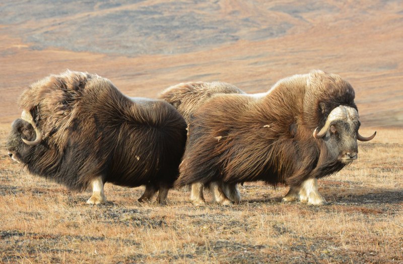 Остров Врангеля овцебык