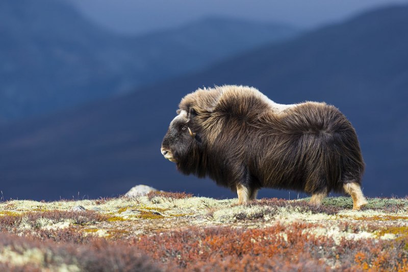 Остров Врангеля овцебык детеныш