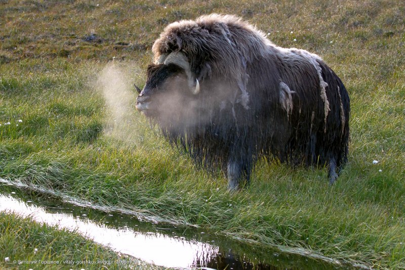 Овцебык на Таймыре