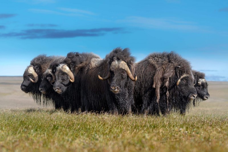 Остров Врангеля овцебык