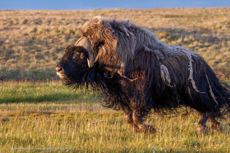 Мускусный бык (овцебык)