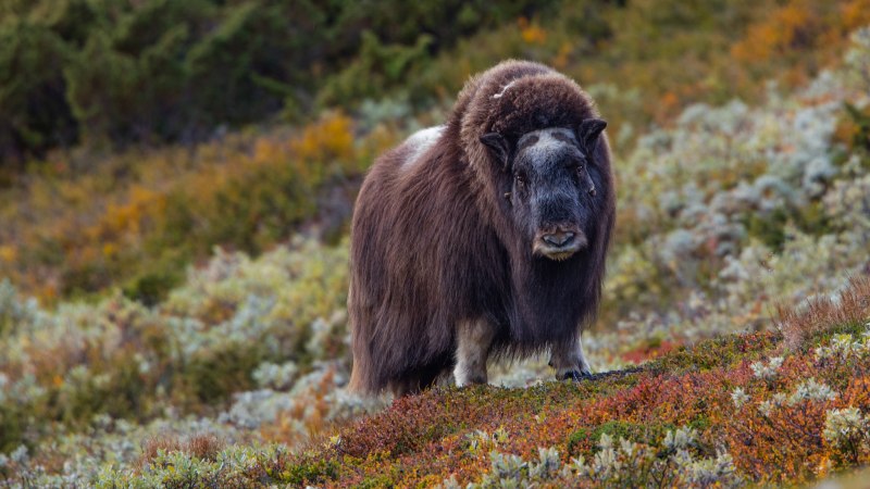 Гренландский овцебык