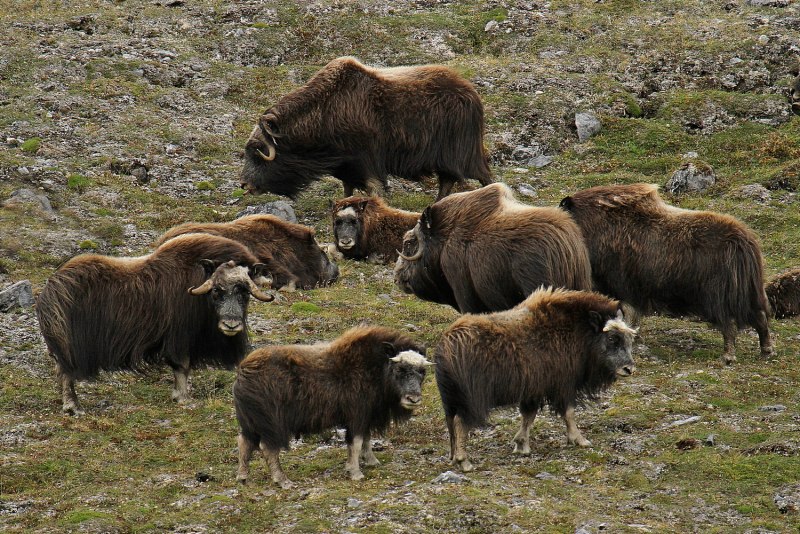 Овцебык самка