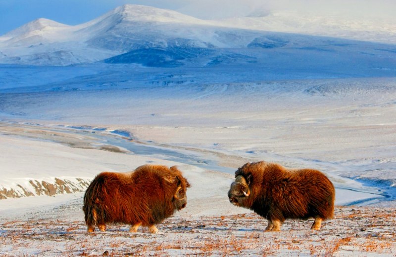 Остров Врангеля овцебык