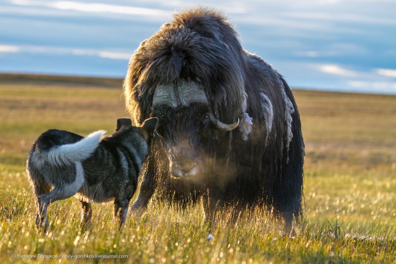 Овцебыки Таймыр тундра