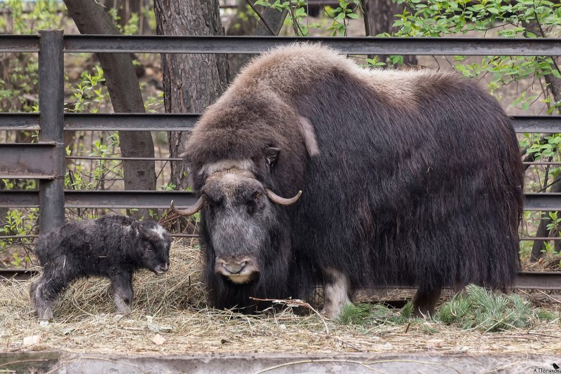 Овцебык в Новосибирском зоопарке