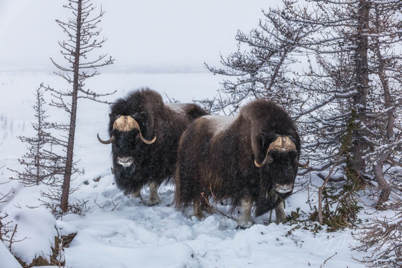 Дмитрий Архипов фотограф