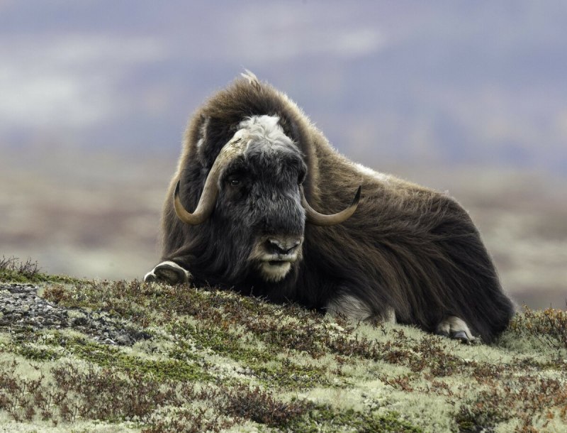 Остров Врангеля овцебык