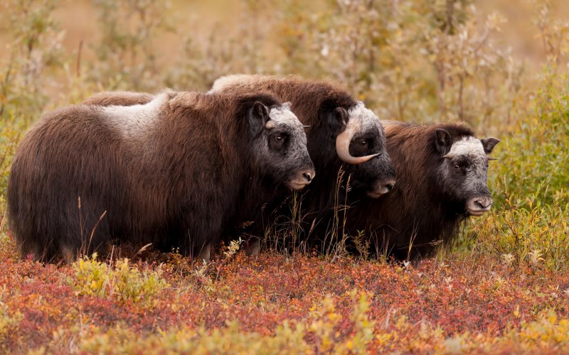 Овцебык самка