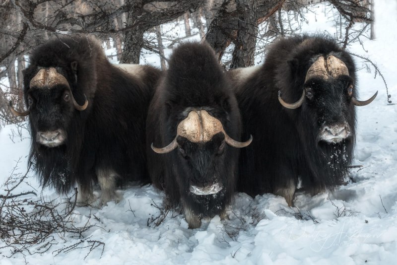 Овцебык и Северный олень
