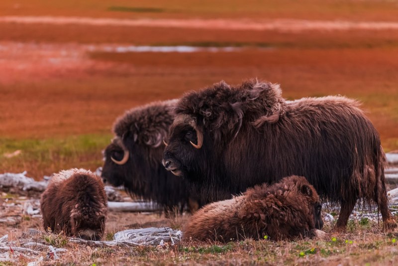 Гренландский овцебык