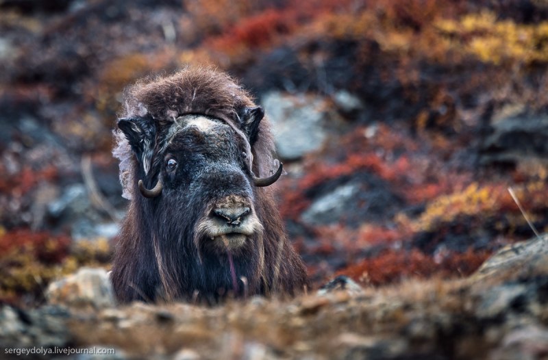 Овцебык Гренландия
