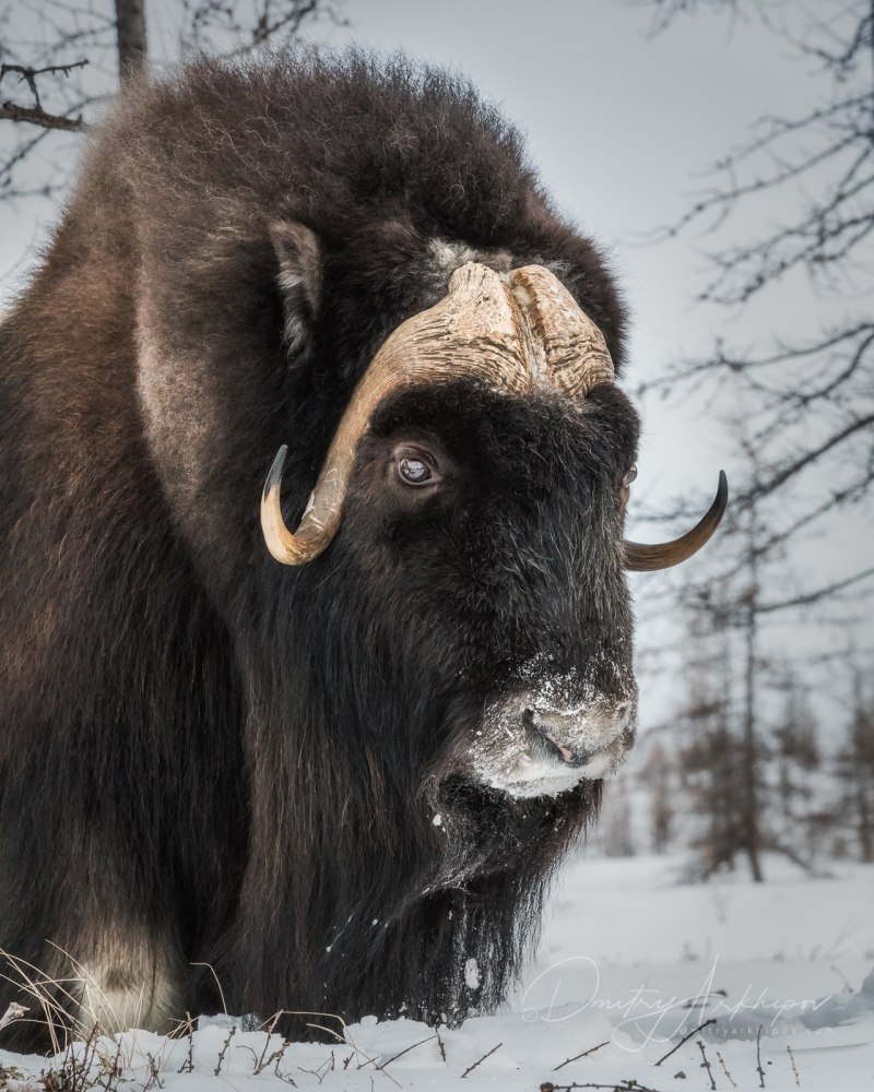 Мускусный бык (овцебык)