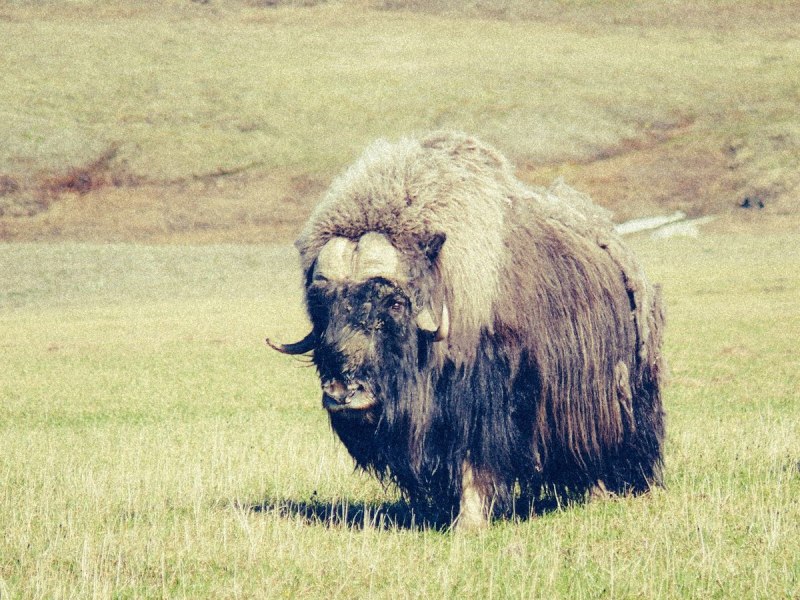 Такин и овцебык