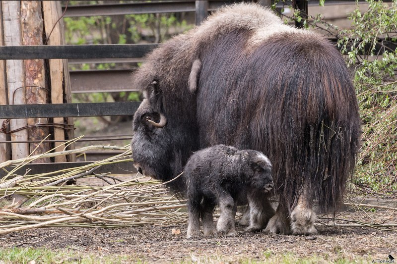Овцебык в Московском зоопарке