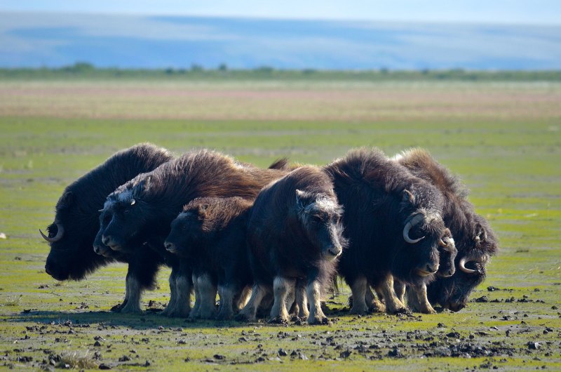 Круговая оборона овцебыков