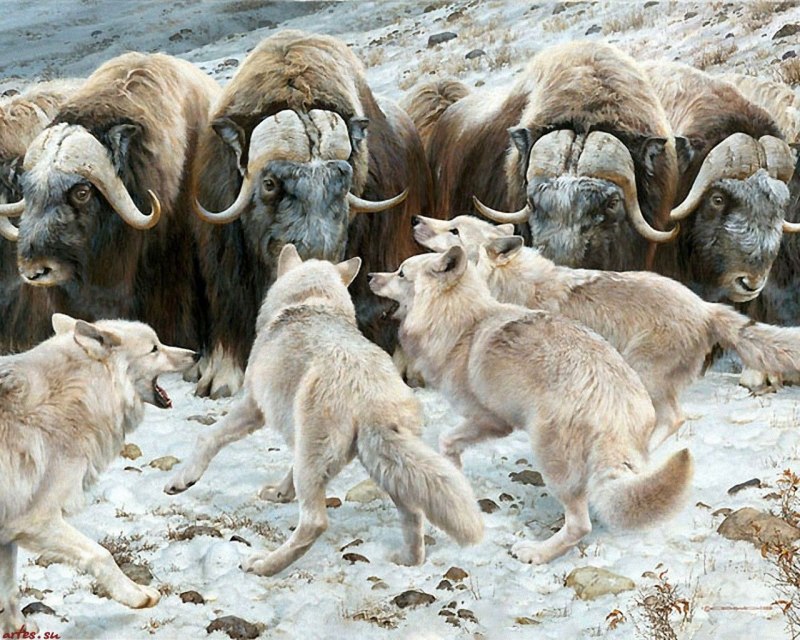 Стадо овцебыков