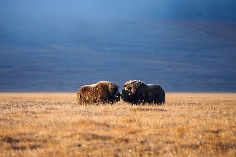Овцебык Врангеля