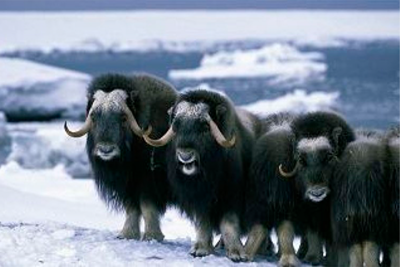 Таймырский заповедник овцебык