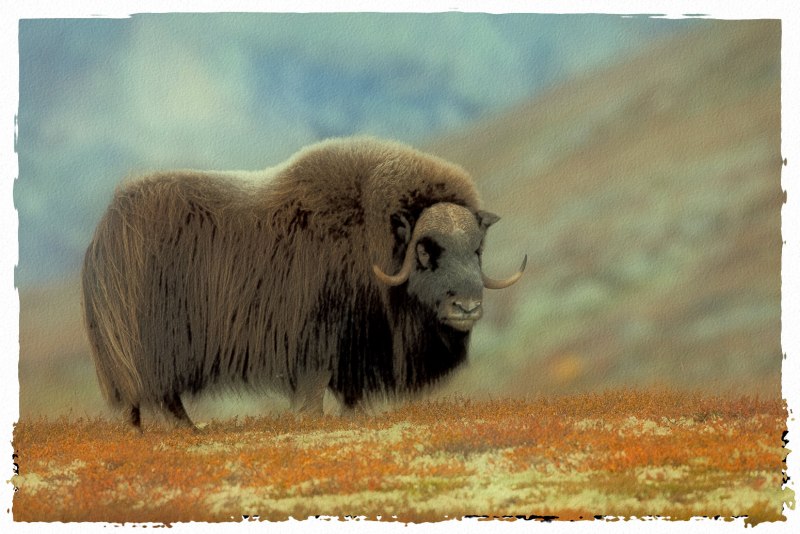 Овцебык Гренландия