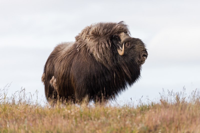 Овцебык Чукотка