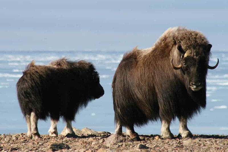 Овцебык на Таймыре