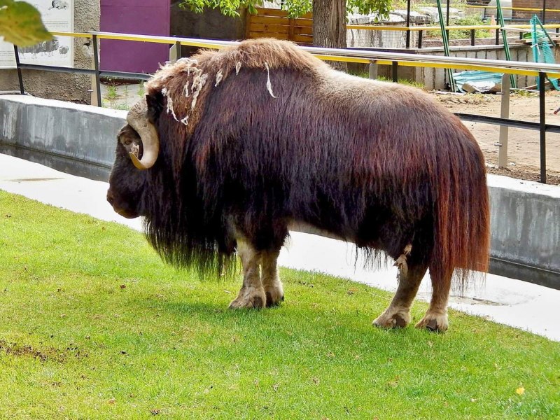 Овцебык в зоопарке