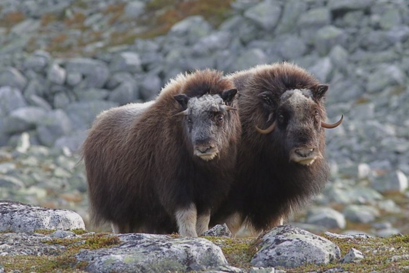 Мускусный овцебык