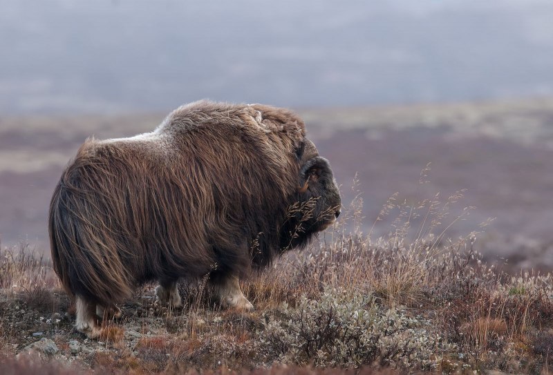 Гренландский национальный парк овцебык