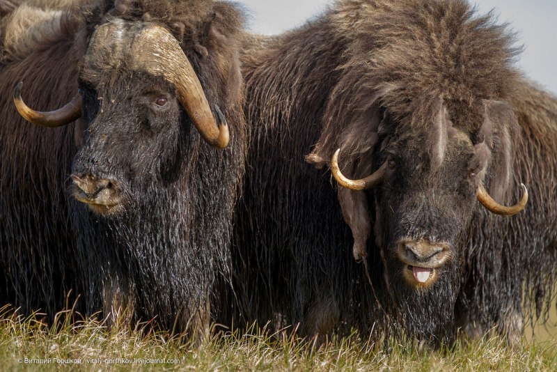 Овцебык на Таймыре