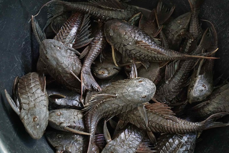 Кольчужные сомики