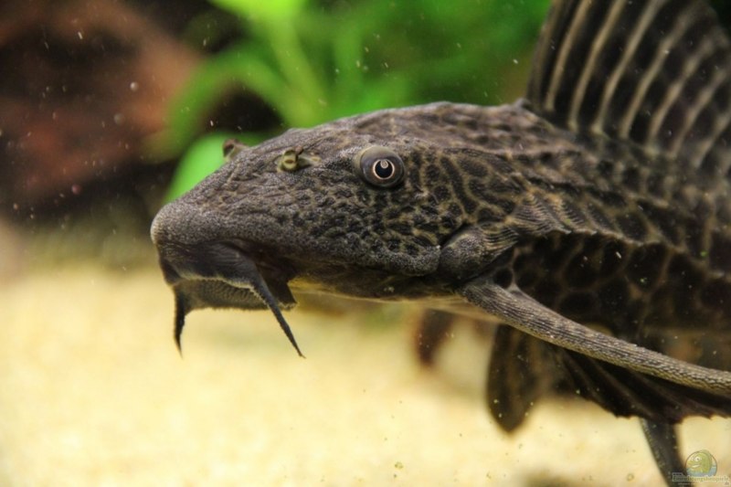 Плекостомус парчовый