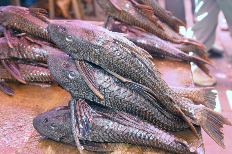 Кольчужные сомики аквариумные