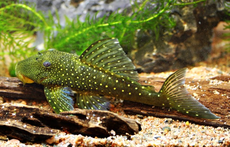 Пятнистый сомик аквариумный