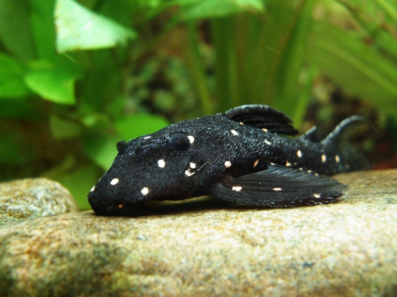 L239 Baryancistrus beggini