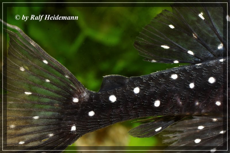 Сом систематика