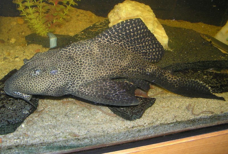 Панак сомик аквариумный