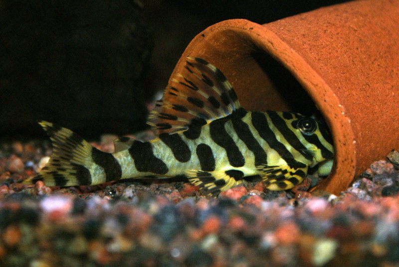 Рыба с броней