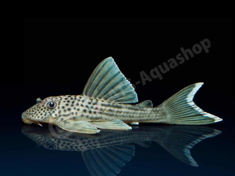 Плекостомус рыбка аквариумная