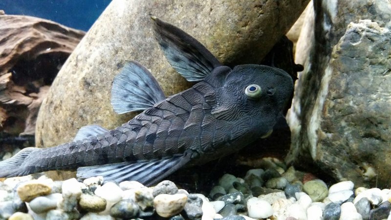 Рыба с бакенбардами