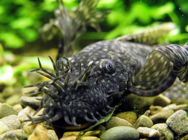 Сом Плекостомус аквариумный