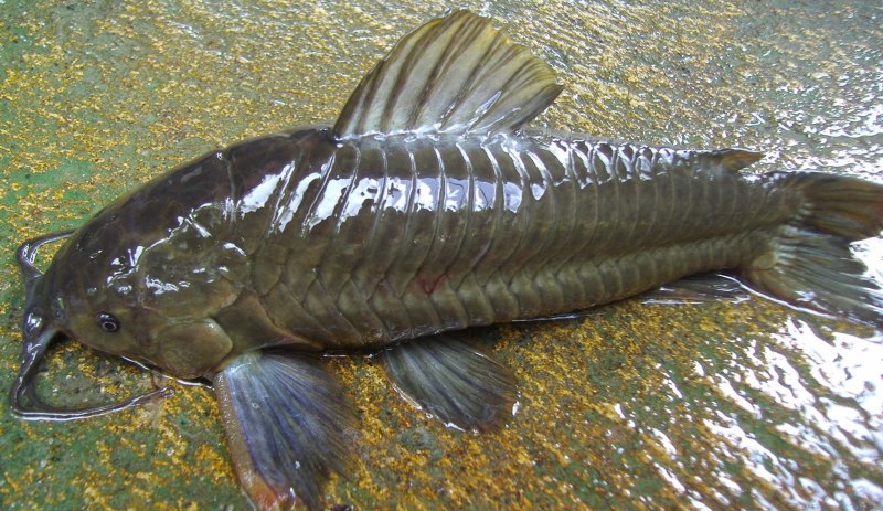 Бронированный сомик