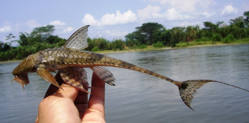 Бронированные аквариумные сомики