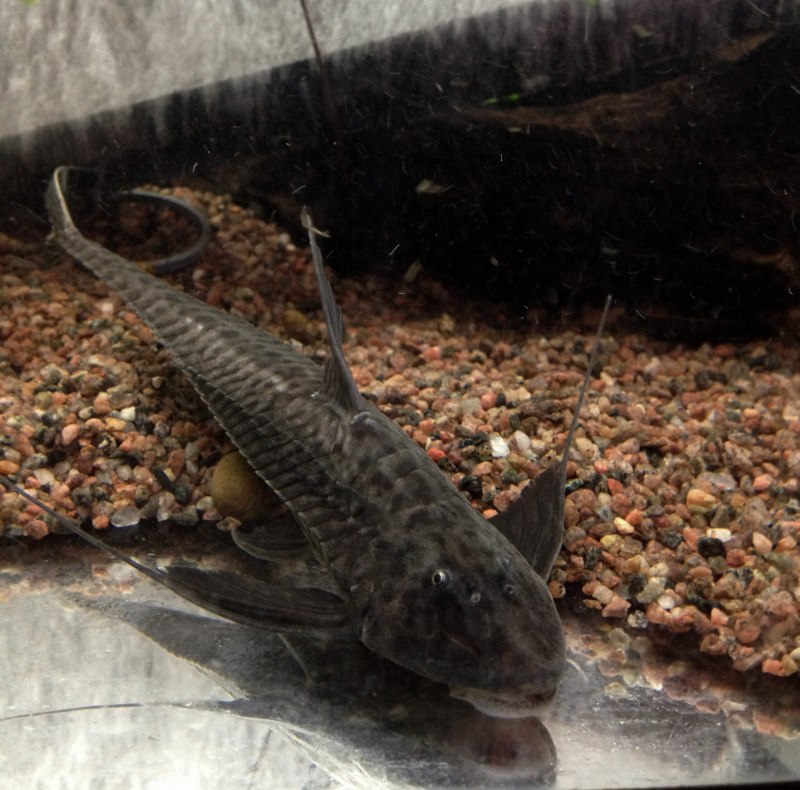 Анциструс (сомик)