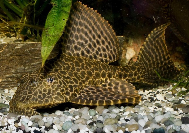 Рыба Жирафовый сом