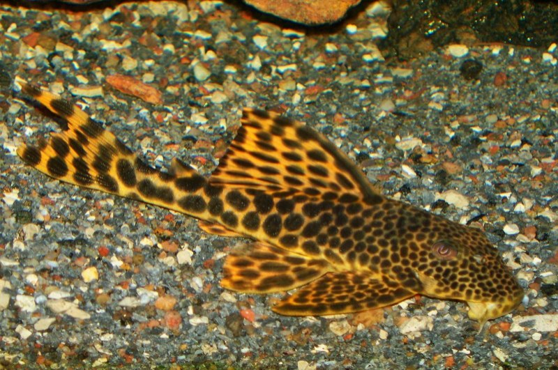 Анциструс l107