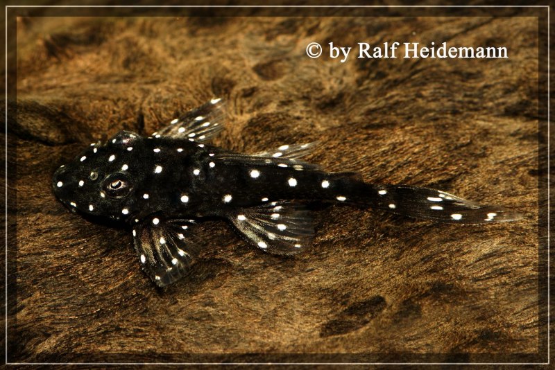 Сом усач аквариумный