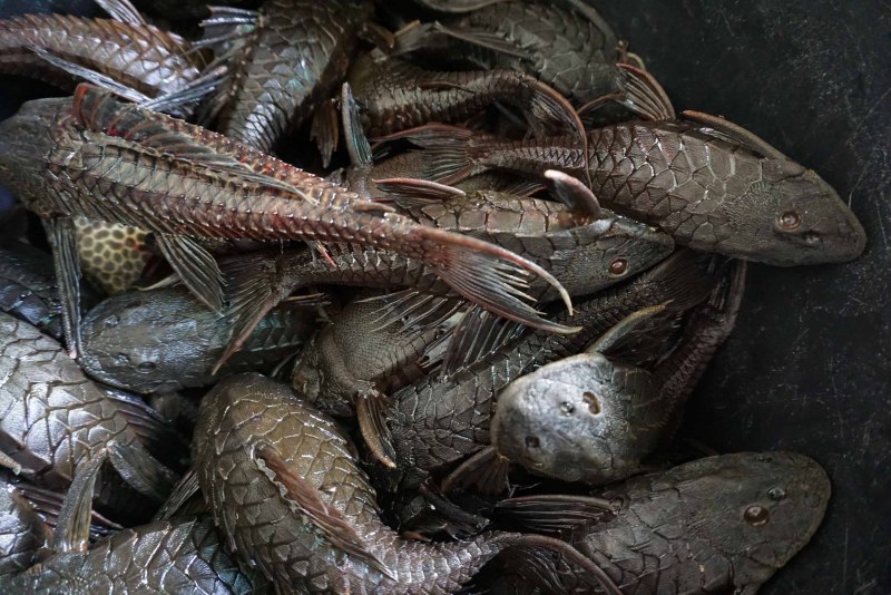 Кольчужный сом карачама